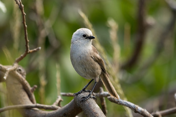 Whitehead Endemic Passerine of New Zealand