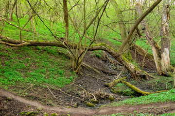 A small valley with broken old trees covered with moss and a small stream