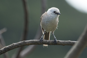 Fototapeta premium Whitehead Endemic Passerine of New Zealand