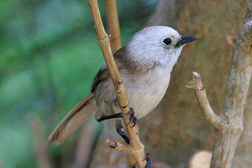 Fototapeta premium Whitehead Endemic Passerine of New Zealand