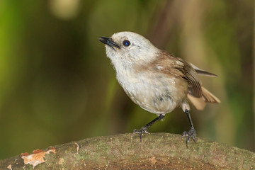 Whitehead Endemic Passerine of New Zealand