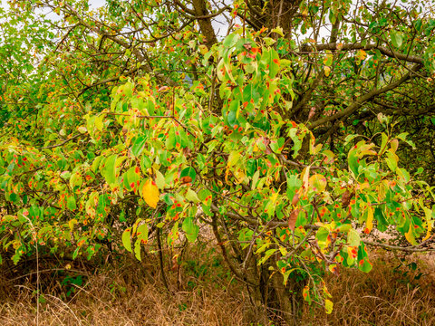 European pear rust (Gymnosporangium sabinae) disease of pears. Identifiable by orange spots on leaves.
