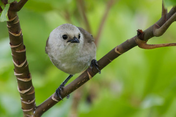 Whitehead Endemic Passerine of New Zealand