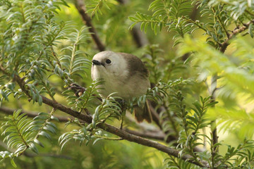 Whitehead Endemic Passerine of New Zealand