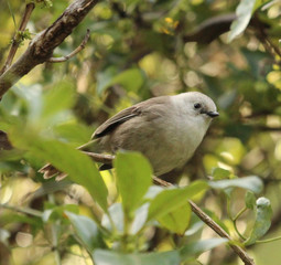 Whitehead Endemic Passerine of New Zealand