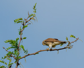 Female Kestrel poses on a high limb.