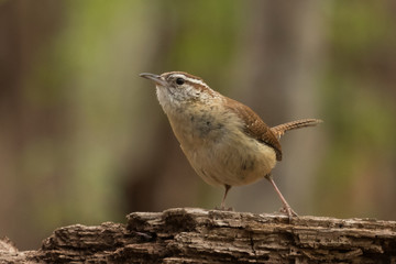 Carolina Wren in Pennslyvania