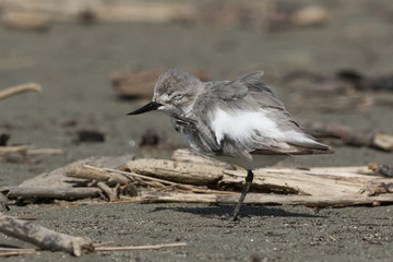 Wrybill Endemic Shorebird of New Zealand