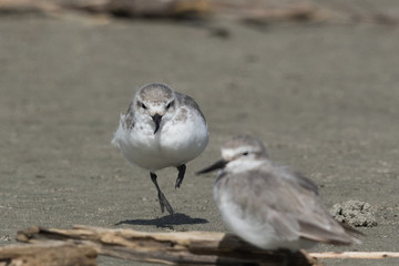 Wrybill Endemic Shorebird of New Zealand