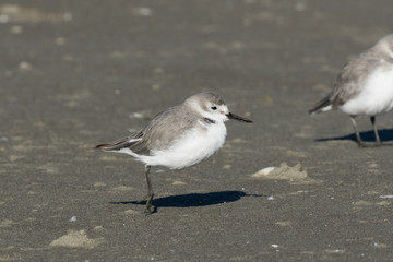 Wrybill Endemic Shorebird of New Zealand