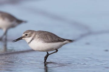 Wrybill Endemic Shorebird of New Zealand