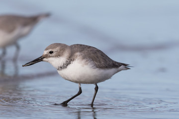 Fototapeta premium Wrybill Endemic Shorebird of New Zealand