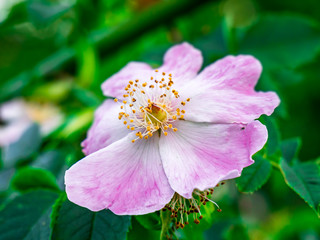 Obraz premium Close up of beautiful blooming wild rose (dog rose, Rosa canina)