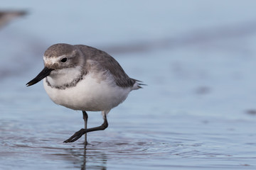Wrybill Endemic Shorebird of New Zealand