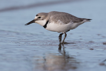 Wrybill Endemic Shorebird of New Zealand