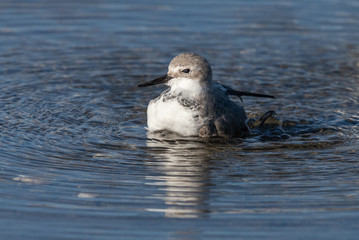 Wrybill Endemic Shorebird of New Zealand