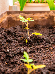Young cherry tomato plant in a pot - Selective focus
