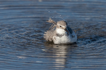 Fototapeta premium Wrybill Endemic Shorebird of New Zealand