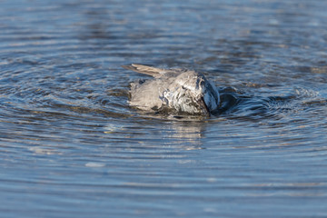Fototapeta premium Wrybill Endemic Shorebird of New Zealand