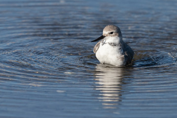 Wrybill Endemic Shorebird of New Zealand