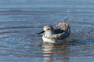 Wrybill Endemic Shorebird of New Zealand