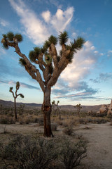 Joshua Tree with Clouds