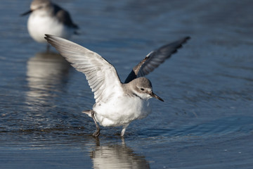 Wrybill Endemic Shorebird of New Zealand