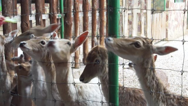 Bambi deers behing metal fence waiting for food