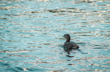 duck in the water