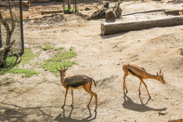 Wild animals in a zoo. Natural landscape.