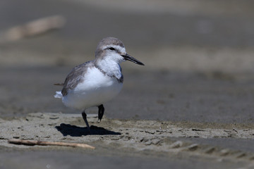 Wrybill Endemic Shorebird of New Zealand