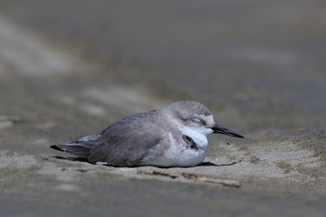 Wrybill Endemic Shorebird of New Zealand