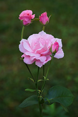 Hybrid rose (Rosa x)