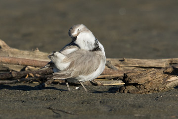 Obraz premium Wrybill Endemic Shorebird of New Zealand