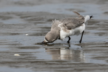 Wrybill Endemic Shorebird of New Zealand