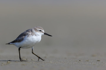 Wrybill Endemic Shorebird of New Zealand