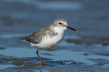 Wrybill Endemic Shorebird of New Zealand