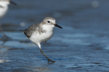 Wrybill Endemic Shorebird of New Zealand