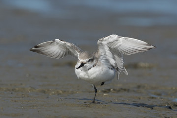Obraz premium Wrybill Endemic Shorebird of New Zealand