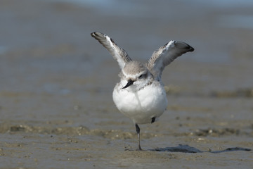 Wrybill Endemic Shorebird of New Zealand