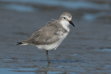 Wrybill Endemic Shorebird of New Zealand