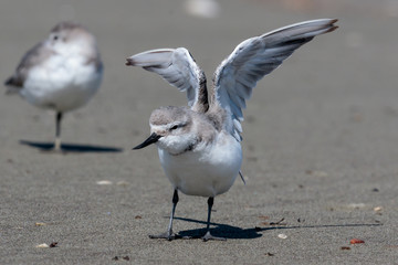 Wrybill Endemic Shorebird of New Zealand