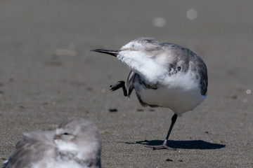 Wrybill Endemic Shorebird of New Zealand