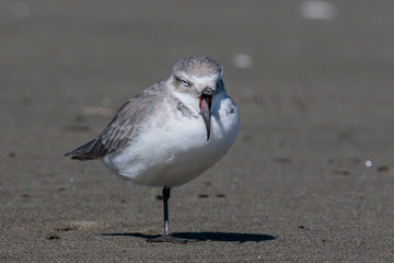 Wrybill Endemic Shorebird of New Zealand