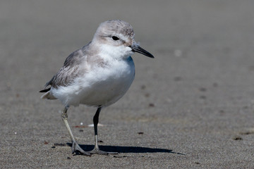 Wrybill Endemic Shorebird of New Zealand
