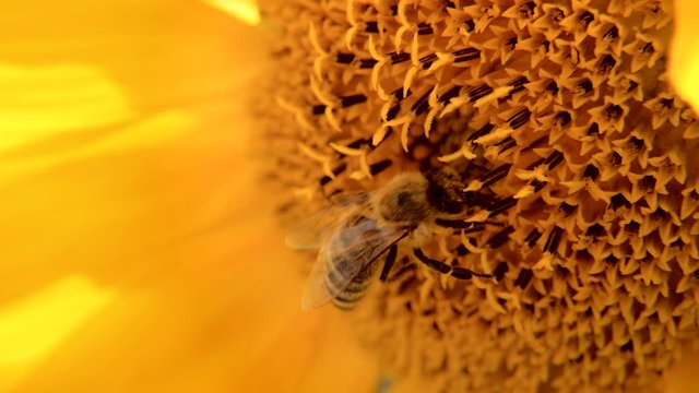 Bee on sunflower. 4K resolution macro shot.