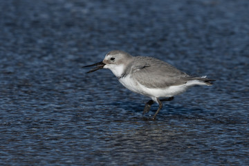 Wrybill Endemic Shorebird of New Zealand