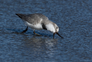 Wrybill Endemic Shorebird of New Zealand