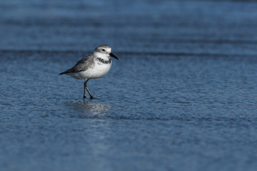 Wrybill Endemic Shorebird of New Zealand