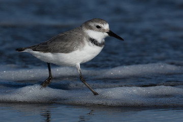 Wrybill Endemic Shorebird of New Zealand